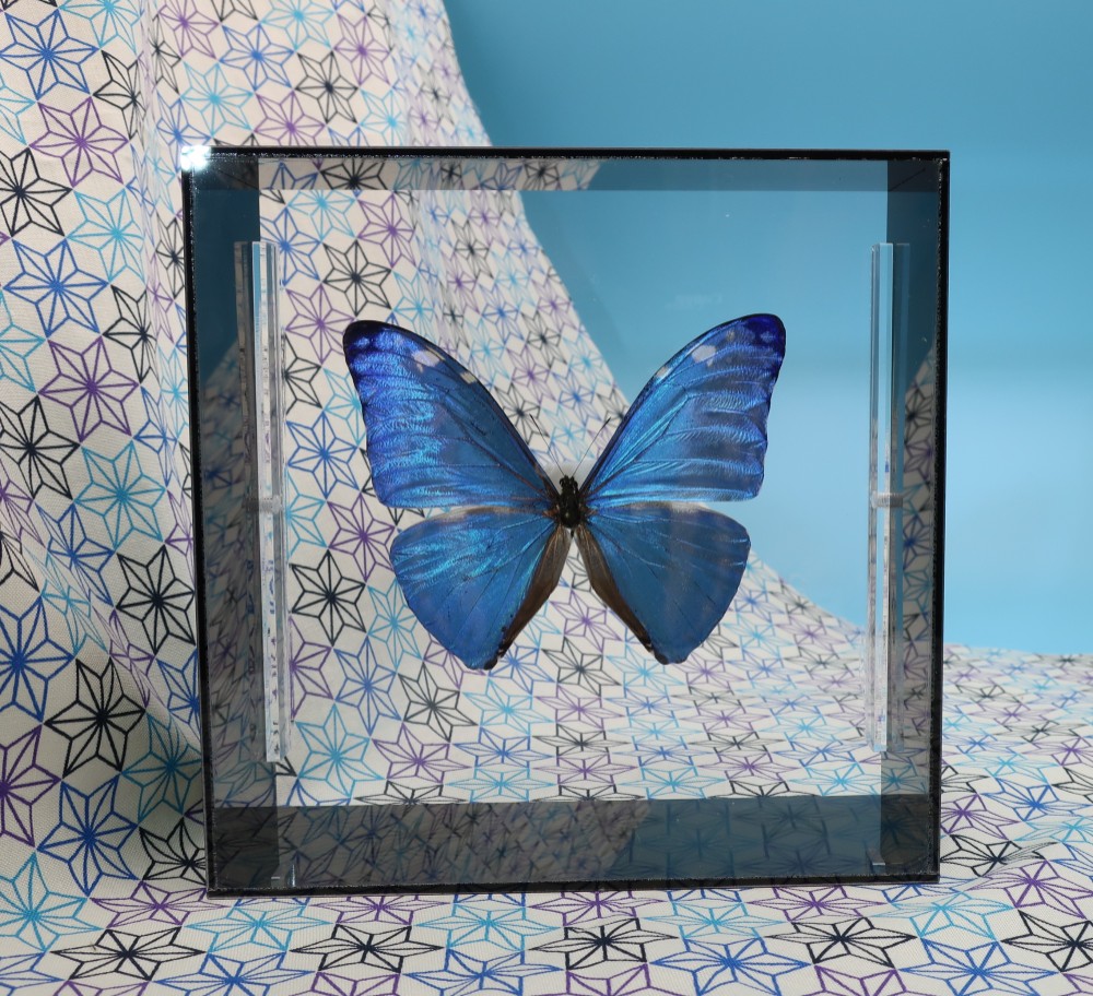 噂の美少年　◆アドニスモルフォ◆　アクリルフレーム　蝶の標本