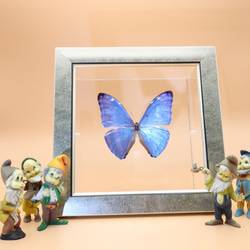 噂の美少年　◆アドニスモルフォ◆　ライトフレーム　蝶の標本 1枚目の画像