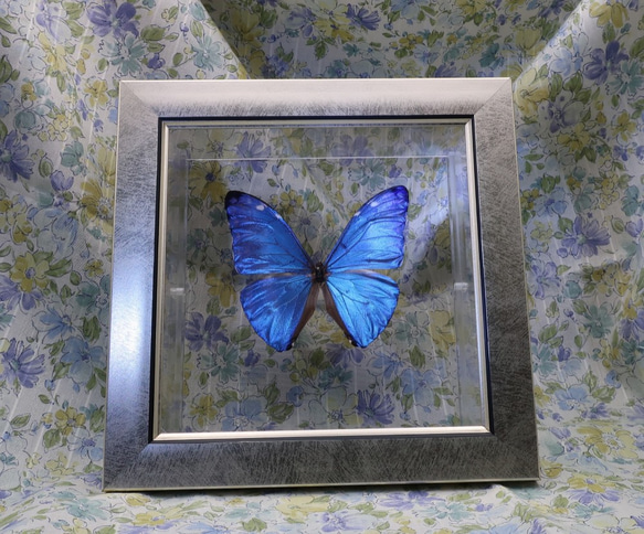 噂の美少年　◆アドニスモルフォ◆　ライトフレーム　蝶の標本 4枚目の画像