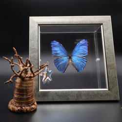 噂の美少年　◆アドニスモルフォ◆　ライトフレーム　蝶の標本 5枚目の画像