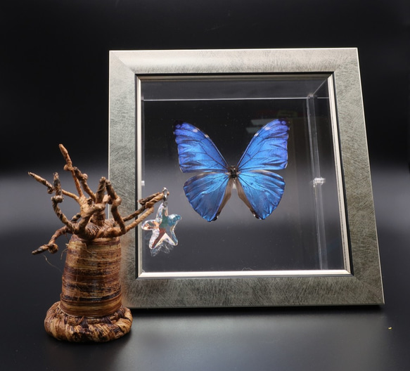 噂の美少年　◆アドニスモルフォ◆　ライトフレーム　蝶の標本 5枚目の画像