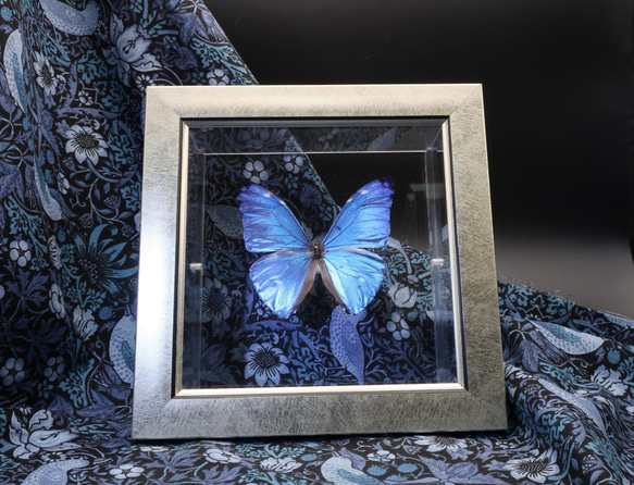 噂の美少年　◆アドニスモルフォ◆　ライトフレーム　蝶の標本 3枚目の画像