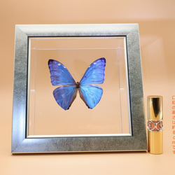 噂の美少年　◆アドニスモルフォ◆　ライトフレーム　蝶の標本 8枚目の画像