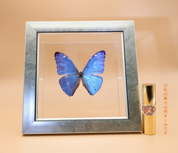 噂の美少年　◆アドニスモルフォ◆　ライトフレーム　蝶の標本 8枚目の画像