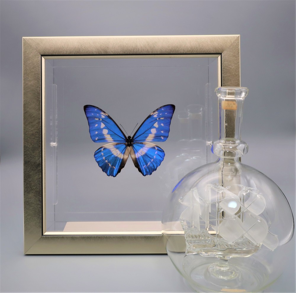 守り神　◆キプリスモルフォ◆　ライトフレーム　蝶の標本