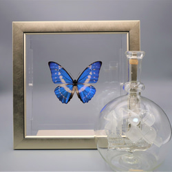 最美麗 ◇レテノールモルフォ◇ アクリルフレーム 蝶の標本 その他