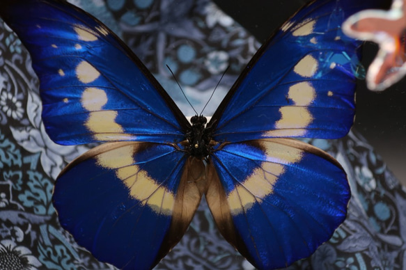 クリスマスの星　◆ヘレナモルフォ◆　アクリルフレーム　蝶の標本 2枚目の画像