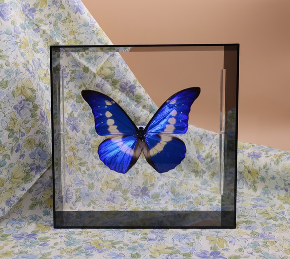 クリスマスの星　◆ヘレナモルフォ◆　アクリルフレーム　蝶の標本 7枚目の画像