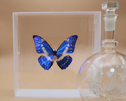 キプリスモルフォ1 107mm 楽天市場】昆虫標本 蝶の標本 キプリス