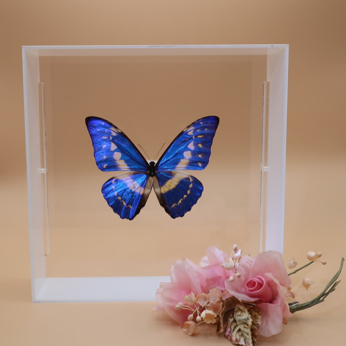 守り神 ◇キプリスモルフォ◇ アクリルフレーム 蝶の標本 その他