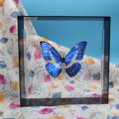 守り神 ◇キプリスモルフォ◇ アクリルフレーム 蝶の標本 その他アート