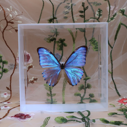 キプリスモルフォ1　　107mm Amazon.co.jp: 蝶の標本 キプリスモルフォ Morpho cypris モルフォ