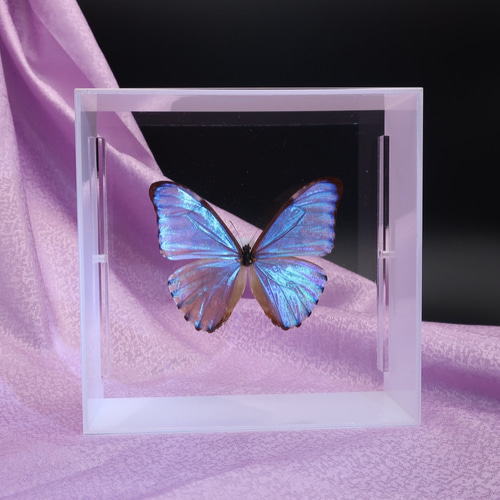 鏡よ、鏡 ◇オーロラモルフォ◇ アクリルフレーム 蝶の標本 その他