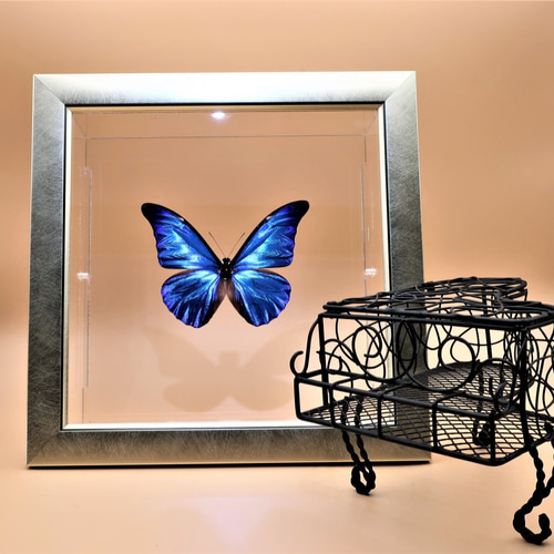 最美麗 ◇レテノールモルフォ◇ ライトフレーム 蝶の標本 その他アート
