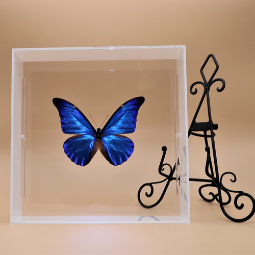 最美麗 ◇レテノールモルフォ◇ アクリルフレーム 蝶の標本 その他