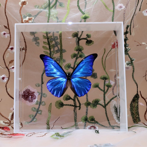 レテノールモルフォ 箱付き！【蝶標本】美品！ 蝶標本「レテノールモルフォ」 - 海福雑貨通販部