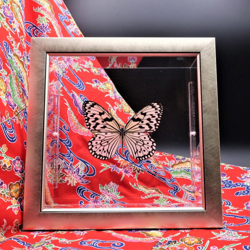 南国の貴婦人 ◇オオゴマダラ◇ 蝶の標本 ライトフレーム その他アート