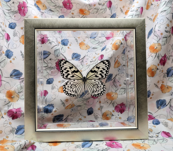 南国の貴婦人　◆オオゴマダラ◆　蝶の標本　ライトフレーム 5枚目の画像