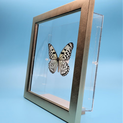 南国の貴婦人　◆オオゴマダラ◆　蝶の標本　ライトフレーム 9枚目の画像