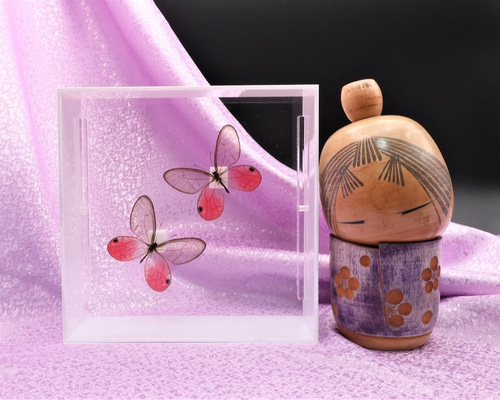 可憐なのは ◇スカシジャノメ◇ アクリルフレーム 蝶の標本 その他