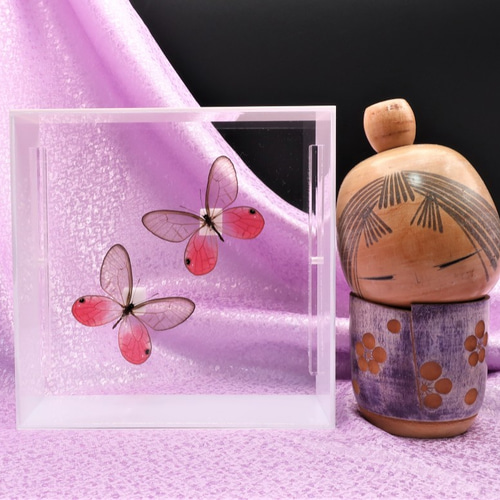 可憐なのは ◇スカシジャノメ◇ アクリルフレーム 蝶の標本 その他