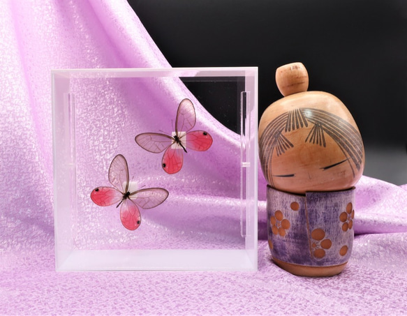可憐なのは ◇スカシジャノメ◇ アクリルフレーム 蝶の標本