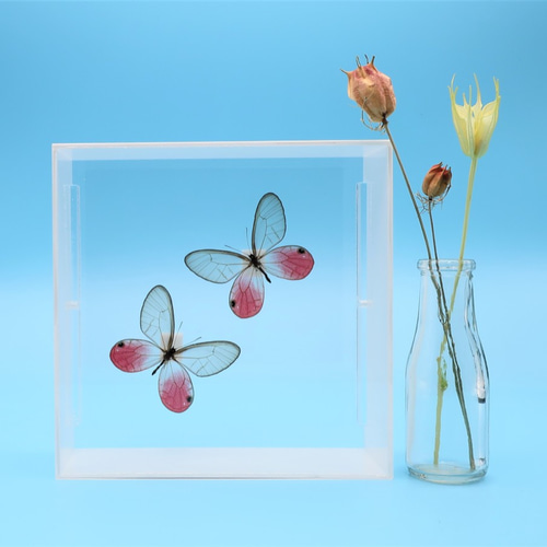 可憐なのは ◇スカシジャノメ◇ アクリルフレーム 蝶の標本