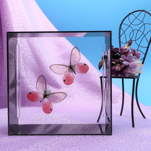可憐なのは ◇スカシジャノメ◇ アクリルフレーム 蝶の標本 その他