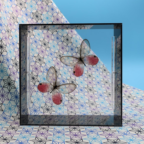 1点限り　レア　アンドロメダスカシジャノメ　蝶　標本 1点限り レア アンドロメダスカシジャノメ 蝶 標本 楽天市場】蝶