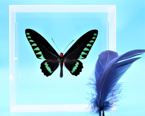 至高‼️モルマールアカエリトリバネアゲハ標本 ♂♀☆♀超美麗 アカエリの頂点ペア アカエリトリバネアゲハ , 蝶の標本 販売・通販のNatureShop
