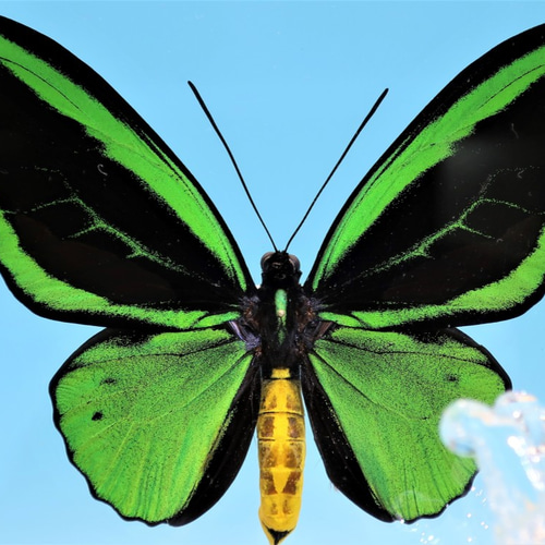 蝶の標本　トリバネの王様(珍A) 81F8FwbEo1L._UF350,350_QL50_.jpg