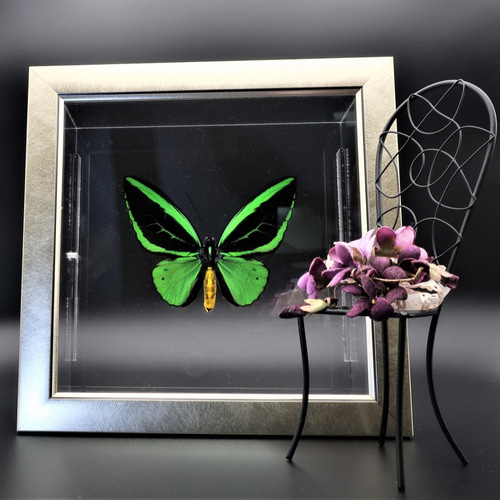 蝶の王 ◇メガネアゲハ◇ ライトフレーム 蝶の標本 その他アート lis