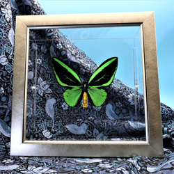 蝶の王　◆メガネアゲハ◆　ライトフレーム　蝶の標本 6枚目の画像