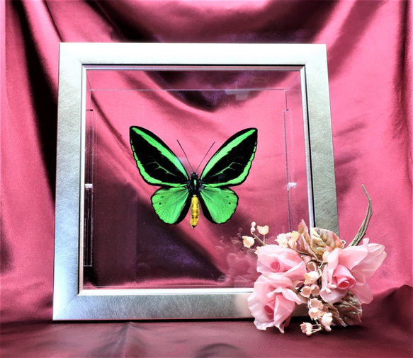 蝶の王　◆メガネアゲハ◆　ライトフレーム　蝶の標本 8枚目の画像