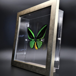 蝶の王　◆メガネアゲハ◆　ライトフレーム　蝶の標本 10枚目の画像