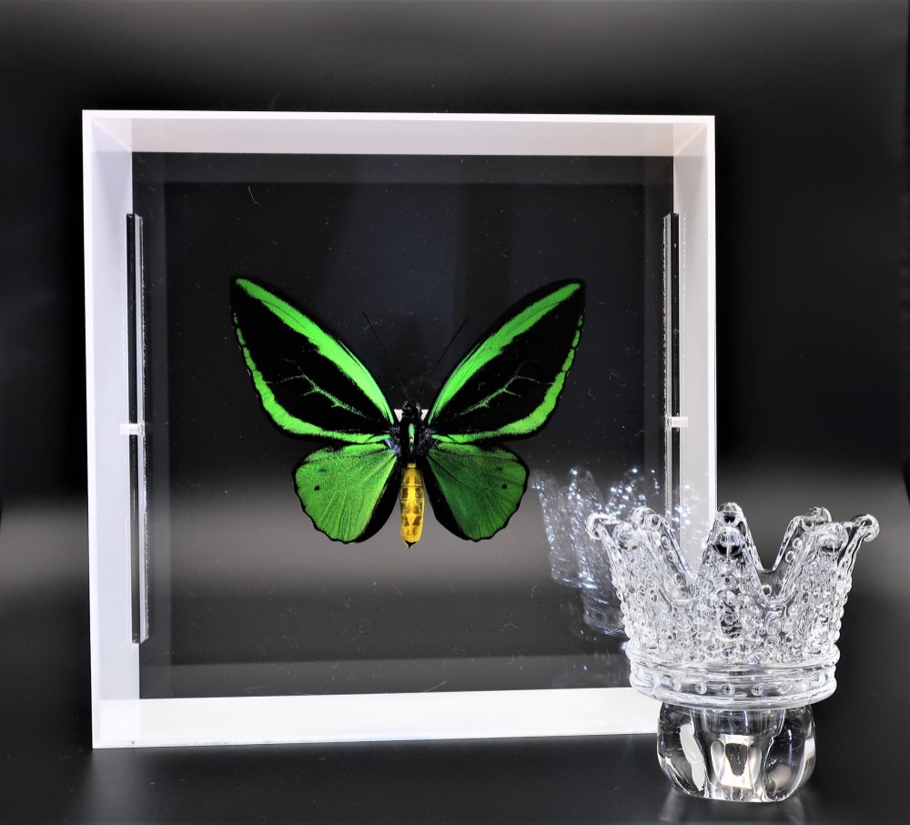 蝶の王　◆メガネアゲハ◆　アクリルフレーム　蝶の標本