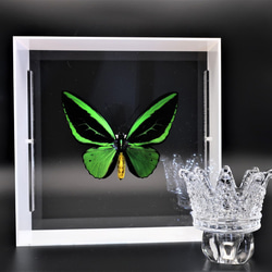 ライバルはエメラルド ◇ヘリボシアオネアゲハ◇ ライトフレーム 蝶の