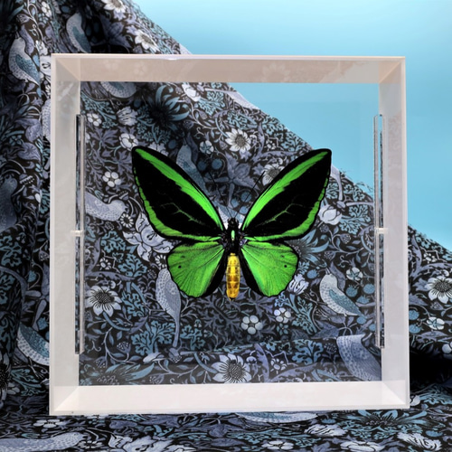蝶の王 ◇メガネアゲハ◇ アクリルフレーム 蝶の標本 その他アート lis