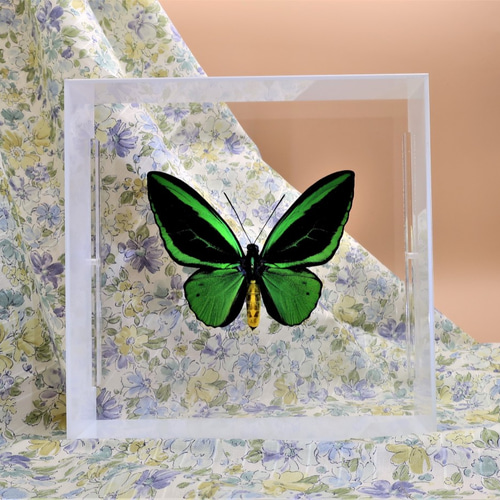 蝶の王 ◇メガネアゲハ◇ アクリルフレーム 蝶の標本 その他アート lis