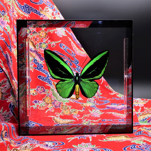 蝶の王 ◇メガネアゲハ◇ アクリルフレーム 蝶の標本 その他アート lis