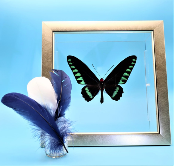 鳥羽（とりばね）　◆オオアカエリトリバネアゲハ◆　ライトフレーム　蝶の標本 　 1枚目の画像