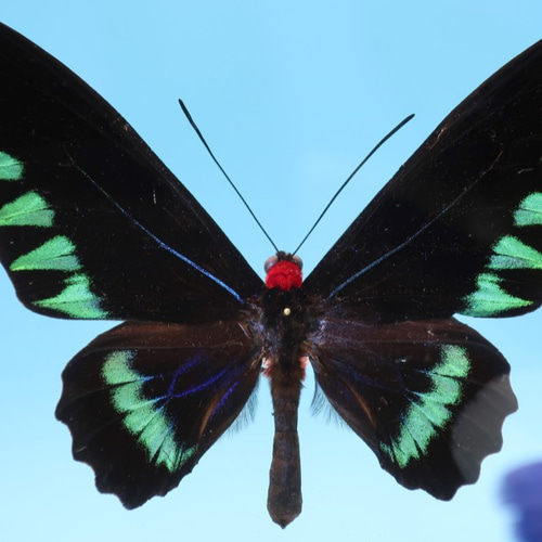 鳥羽（とりばね） ◇オオアカエリトリバネアゲハ◇ ライトフレーム 蝶