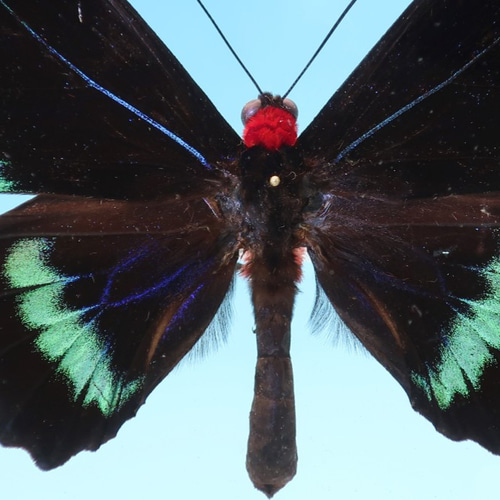 鳥羽（とりばね） ◇オオアカエリトリバネアゲハ◇ ライトフレーム 蝶