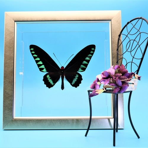 鳥羽（とりばね） ◇オオアカエリトリバネアゲハ◇ ライトフレーム 蝶