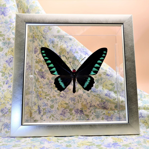 鳥羽（とりばね） ◇オオアカエリトリバネアゲハ◇ ライトフレーム 蝶