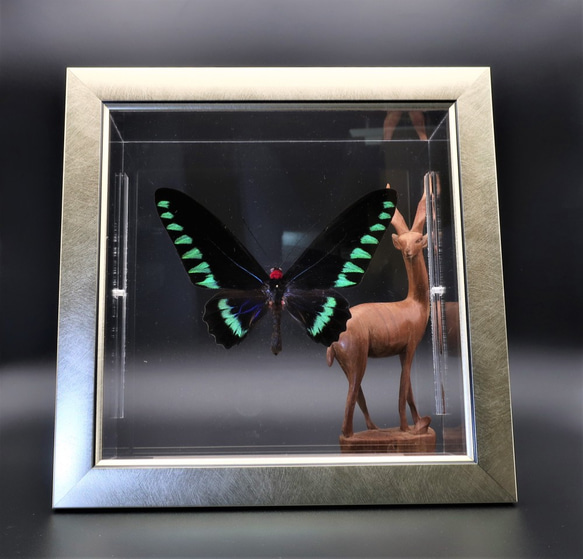鳥羽（とりばね）　◆オオアカエリトリバネアゲハ◆　ライトフレーム　蝶の標本 　 6枚目の画像