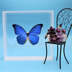 マダム ◇アナクシビアモルフォ◇ アクリルフレーム 蝶の標本 その他