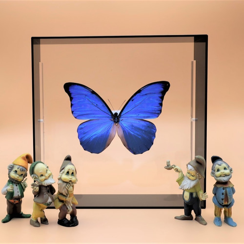 マダム ◇アナクシビアモルフォ◇ アクリルフレーム 蝶の標本 その他