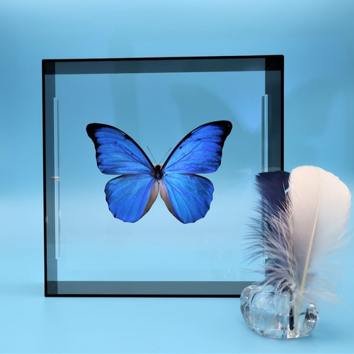 マダム ◇アナクシビアモルフォ◇ アクリルフレーム 蝶の標本 その他