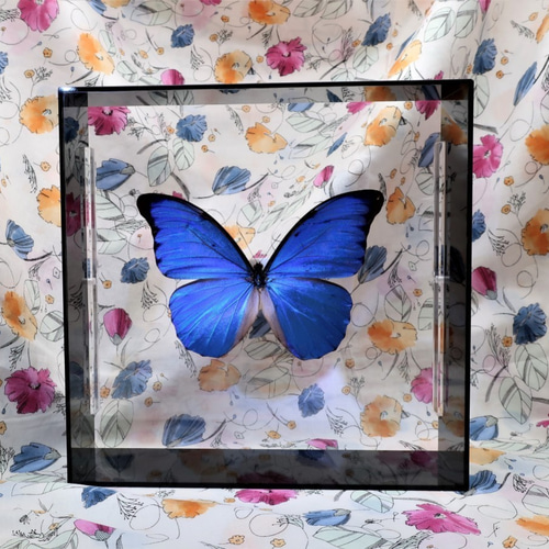マダム ◇アナクシビアモルフォ◇ アクリルフレーム 蝶の標本 その他